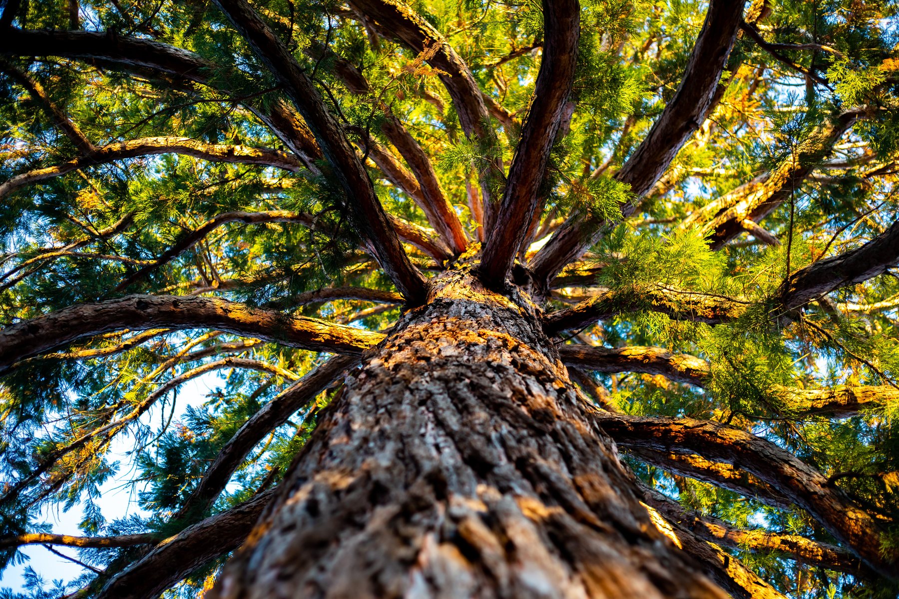 Wissenswertes über Holz und dessen Verarbeitung